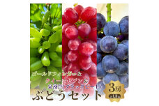 夏一番3色3房セット　ゴールドフィンガーとクイーンセブンと泉湧誉の3房セット [№5385-0495]