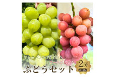 おすすめ感謝セット　マッターホルン+ブーゲンビリア　2房セット [№5385-0504]