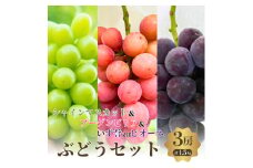 秋一番セット　シャインマスカット+ブーゲンビリア+いず誉又はピオーネ　3房セット [№5385-0505]