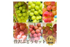 贅沢ぶどうセット4種6房詰め合わせ [№5385-0510]