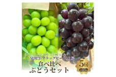 食べ比べ人気ぶどう　シャインマスカット2房+泉湧誉3房　5房セット [№5385-0513]