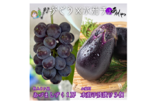 大阪産夏一番ぶどうあづましずく1房と泉州水なすぬか漬け3個 計2kg [№5385-0481]