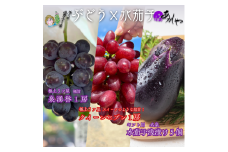 贈り物に 甘々ぶどう２種 泉湧誉とクイーンセブン、極上泉州水なすぬか漬け5個 計3.3kg [№5385-0487]