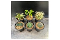 【39-02】 養庄園 キラキラ多肉植物セット