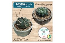 【39-01】 養庄園 ワクワク多肉植物 陶器入りセット