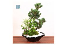 【39-05】 養庄園 季節の寄せ植え盆栽