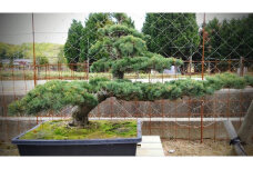 【46-06】 岩崎正光園 五葉松（鉢植え）