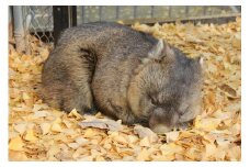 【24-07】五月山動物園　ウォンバットグッズAセット