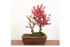 【39-06】 養庄園 紅白梅寄せ盆栽