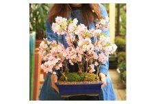 【39-09】 養庄園 桜五本寄せ盆栽