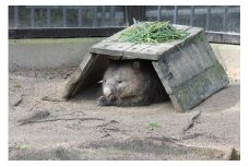 【24-11】五月山動物園　ウォンバットグッズD