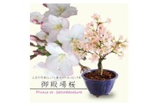 【39-08】 養庄園 ミニ盆栽：御殿場桜盆栽
