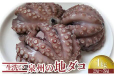 生洗い泉州の地タコ1kg(2尾～3尾)[0531]