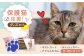 猫 ねこ ネコ 保護猫 保護 グッズ ポストカード たわし ティッシュカバー