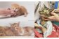 猫 ねこ ネコ 保護猫 保護 グッズ ポストカード たわし ティッシュカバー