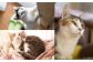 猫 ねこ ネコ 保護猫 保護 グッズ ポストカード たわし ティッシュカバー