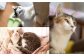保護猫 贈答 ギフト 産地直送 取り寄せ 送料無料 大阪