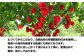 調味料 スパイス 一味唐辛子 唐辛子 キャロライナリーパー 国産 激辛