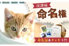 命名権（保護猫への名付け） 猫 ねこ ネコ 保護猫 支援 動物愛護 応援 大阪府高槻市／特定非営利活動Cherish [AODU001]