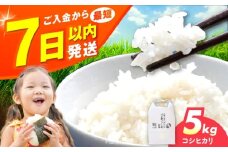 令和6年産 お米 5キロ コシヒカリ こしひかり 米 お米 白米 コメ おこめ 5kg 大阪府高槻市/ベジ彩ファーム [AOEJ012]