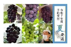 【貝塚市産】高級ぶどう３種詰合せ４～５房入り 約2.4kg　2025年8月より発送