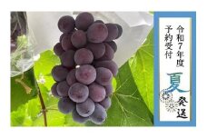 【貝塚市産】特選ピオーネ３～４房入り 2kg以上　2025年8月より発送
