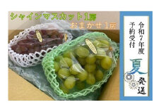 【貝塚市産】シャインマスカット＆おまかせ各１房 約1.2kg　2025年8月より発送