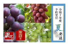 【貝塚市産】訳あり・ご家庭用ぶどう約2kg　2025年8月より発送