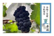 【貝塚市産】特選ブラックビート２房入り 1.4kg以上　2025年8月より発送