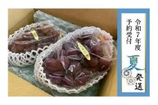 【貝塚市産】ピオーネ＆サニールージュ各１房 約1.2kg　2025年8月より発送