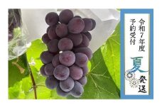 【貝塚市産】特選ピオーネ１房入り 750g以上　2025年8月より発送