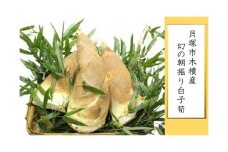 ＜先行予約／令和8年(2026年)３月下旬頃から発送＞貝塚市木積産　幻の朝掘り白子筍