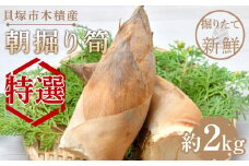 ＜先行予約／令和8年(2026年)３月下旬頃から発送＞貝塚市木積産　特選朝掘り筍　約２kg