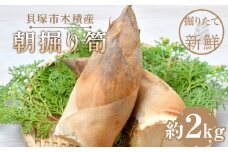＜先行予約／令和8年(2026年)３月下旬頃から発送＞貝塚市木積産　朝掘り筍　約2kg
