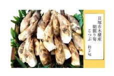 ＜先行予約／令和8年(2026年)３月下旬頃から発送＞貝塚市木積産　朝掘り筍　こつぶ約2kg