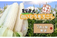 貝塚市産ホワイトコーンM・Lサイズ8～12本 重さ：約3.5kg～4kg（2024年7月上旬～発送）