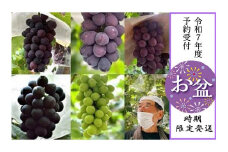 ＜＜お盆時期発送商品＞＞【貝塚市産】高級ぶどう３種詰合せ４～５房入り 2.6kg以上　令和7年8月5日～8月13日発送予定