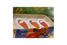大阪府産小川農園の《贈答用》完熟マンゴー〈2～3個入〉約1kg＜R7年7月中旬発送開始＞【1229124】