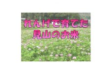 エコれんげ米【1260767】