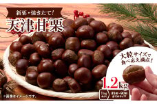 ＜1.2kg＞新栗ビックサイズ!!焼きたて!!天津甘栗　大粒サイズ　期間限定でお届けします。_ 栗 くり 甘栗 天津甘栗 おやつ スイーツ 焼きたて 甘い 菓子 お菓子 マロン 常温 送料無料 人気 おすすめ お取り寄せ 大粒 新栗 限定【1510514】