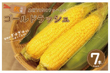 【先行予約】秋収穫！ゴールドラッシュ 7本セット とうもろこし 泉州TONOファーム 先行予約