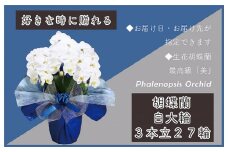 3本立て 胡蝶蘭 27輪～30輪 白色【木製大型木札 または メッセージカード 付き ラッピング お祝い ギフト 贈答 贈り物 プレゼント 生花 花 農福連携】