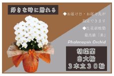 3本立て 胡蝶蘭 30輪～33輪 白色【木製大型木札 または メッセージカード 付き ラッピング お祝い ギフト 贈答 贈り物 プレゼント 生花 花 農福連携】