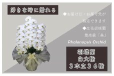 3本立て 胡蝶蘭 36輪～39輪 白色【木製大型木札 または メッセージカード 付き ラッピング お祝い ギフト 贈答 贈り物 プレゼント 生花 花 農福連携】