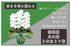 3本立て 胡蝶蘭 39輪～42輪 白色【木製大型木札 または メッセージカード 付き ラッピング お祝い ギフト 贈答 贈り物 プレゼント 生花 花 農福連携】