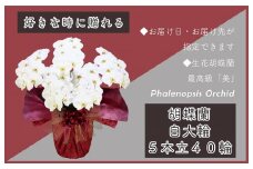 5本立て 胡蝶蘭 40輪～50輪 白色【木製大型木札 または メッセージカード 付き ラッピング お祝い ギフト 贈答 贈り物 プレゼント 生花 花 農福連携】