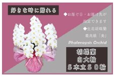 5本立て 胡蝶蘭 50輪～60輪 白色【木製大型木札 または メッセージカード 付き ラッピング お祝い ギフト 贈答 贈り物 プレゼント 生花 花 農福連携】