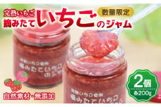 【先行予約】完熟朝摘みいちごのジャム【苺 無添加 自然素材 フルーツ イチゴ 高評価 数量限定】