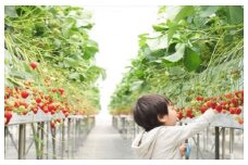 【先行予約】いちご狩り親子チケット