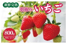 【先行予約】「厳選プレミアム！」完熟朝摘みいちご 800g（400g×2パック）